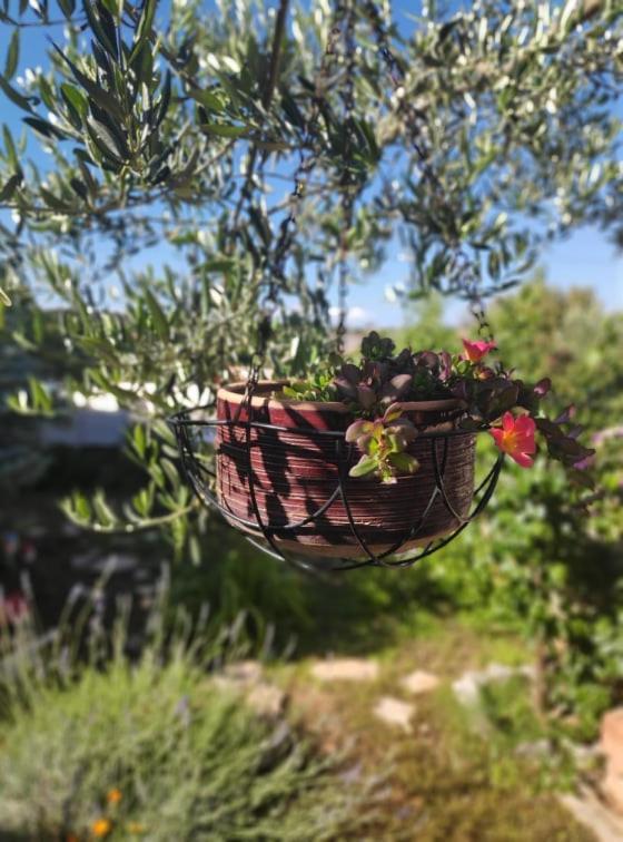 Apartmani Lucica يزيرا المظهر الخارجي الصورة