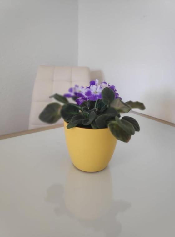 Apartmani Lucica يزيرا المظهر الخارجي الصورة