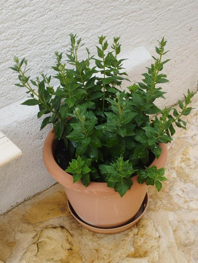 Apartmani Lucica يزيرا المظهر الخارجي الصورة